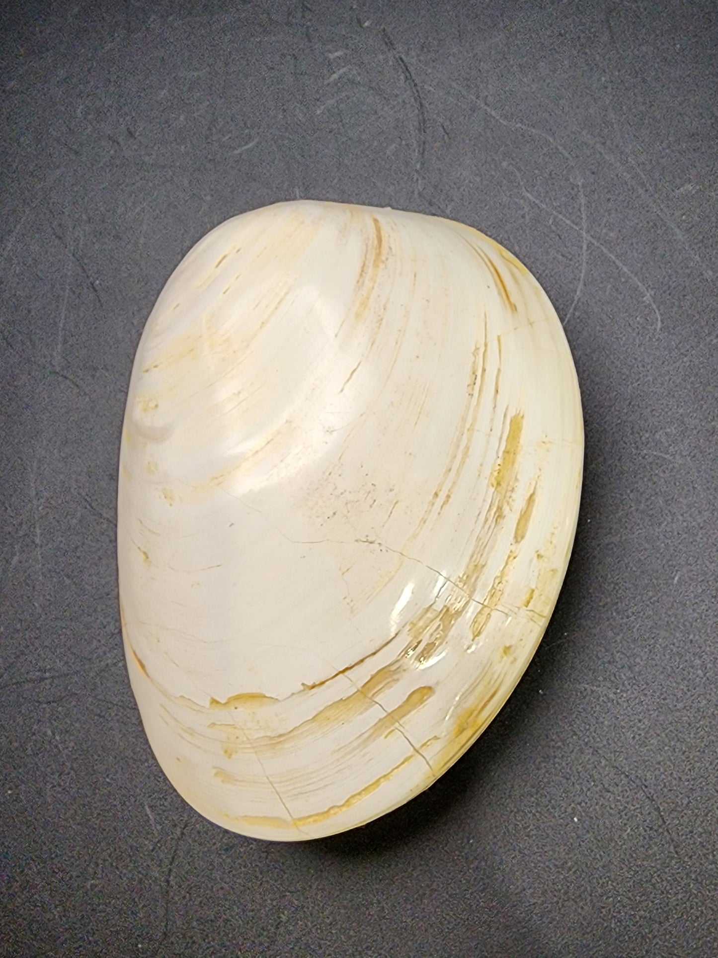 Fossil- White, Whole Clam (Bivalve), sku 3039