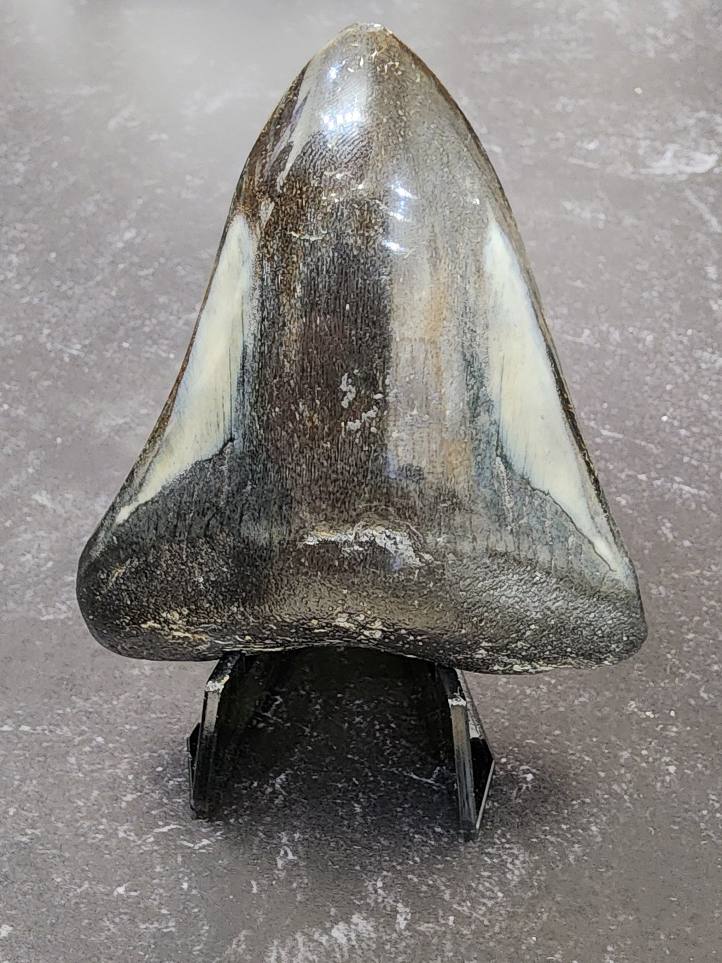 Fossil- Megalodon Tooth, sku 3038