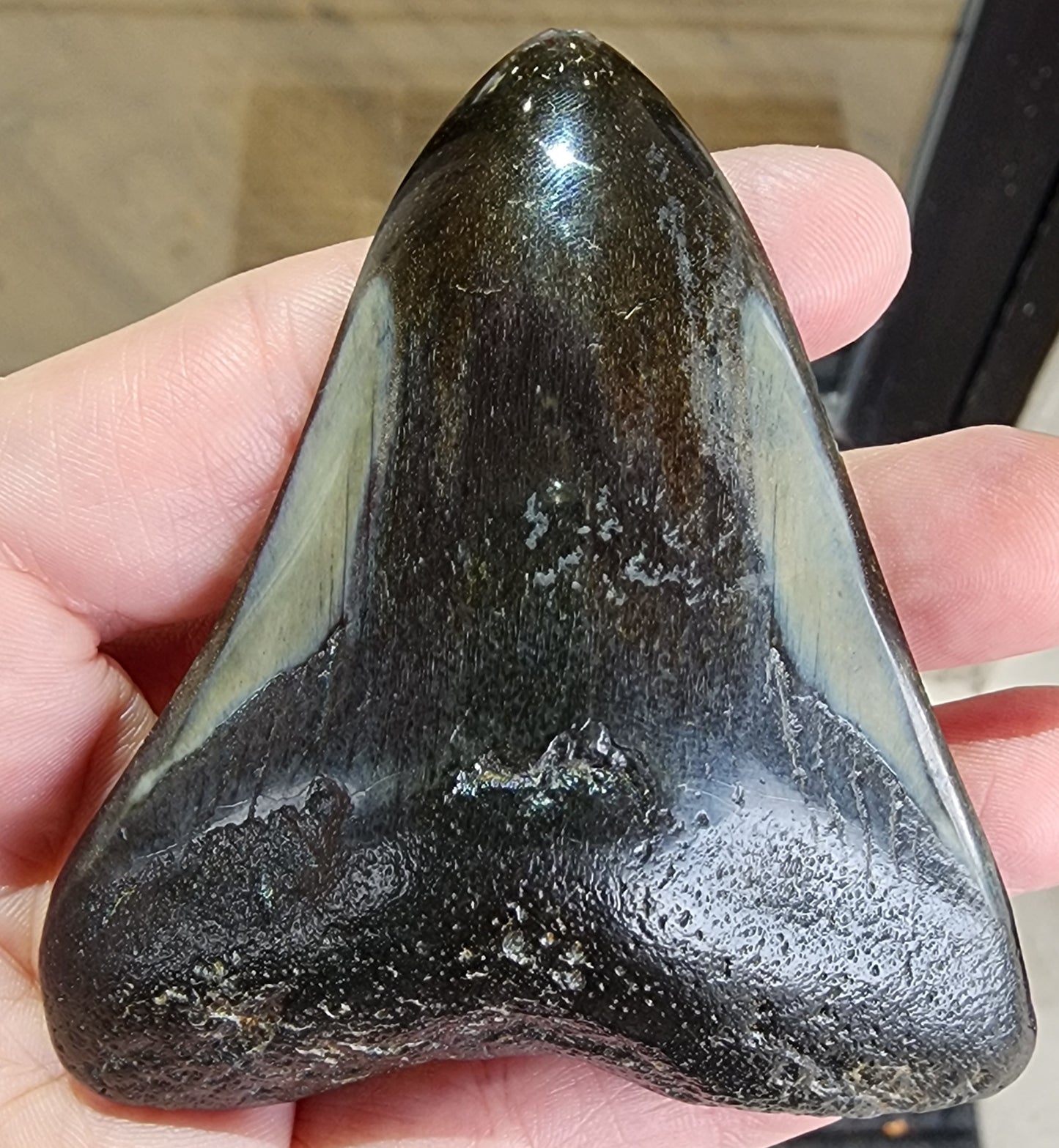 Fossil- Megalodon Tooth, sku 3038