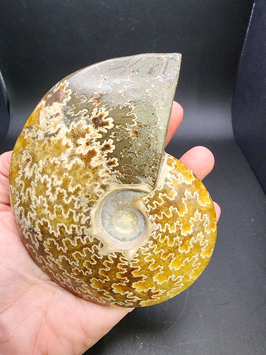 Fossil-  Whole Polished Ammonite, sku 3042