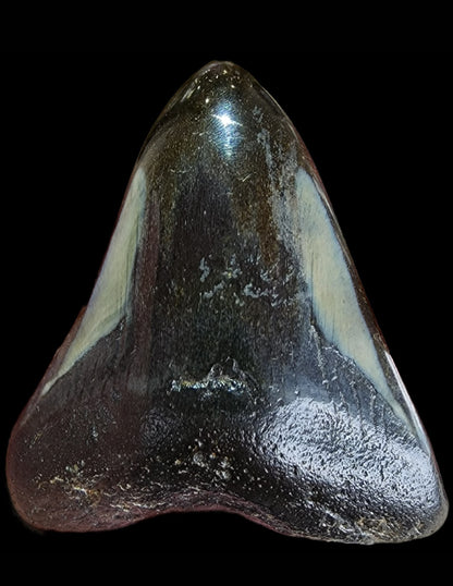 Fossil- Megalodon Tooth, sku 3038