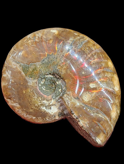 Fossil- Red Flash Ammonite, sku 3049