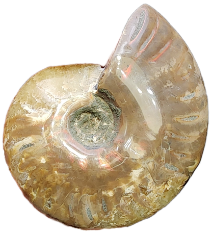 Fossil- Red Flash Ammonite, sku 3047