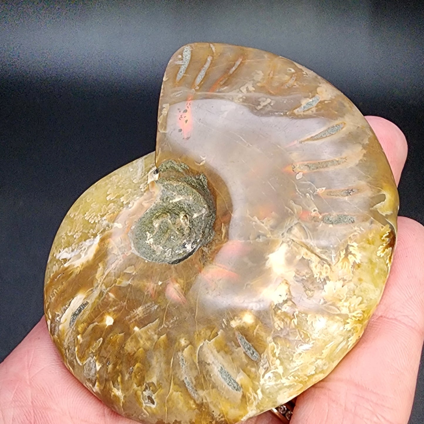 Fossil- Red Flash Ammonite, sku 3047