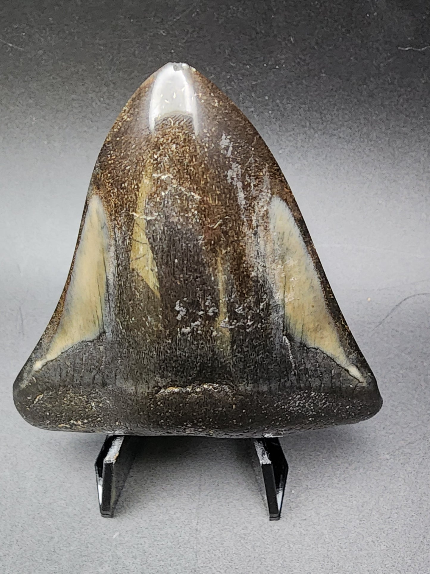 Fossil- Megalodon Tooth, sku 3038