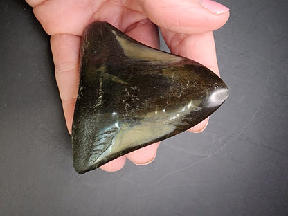 Fossil- Megalodon Tooth, sku 3038