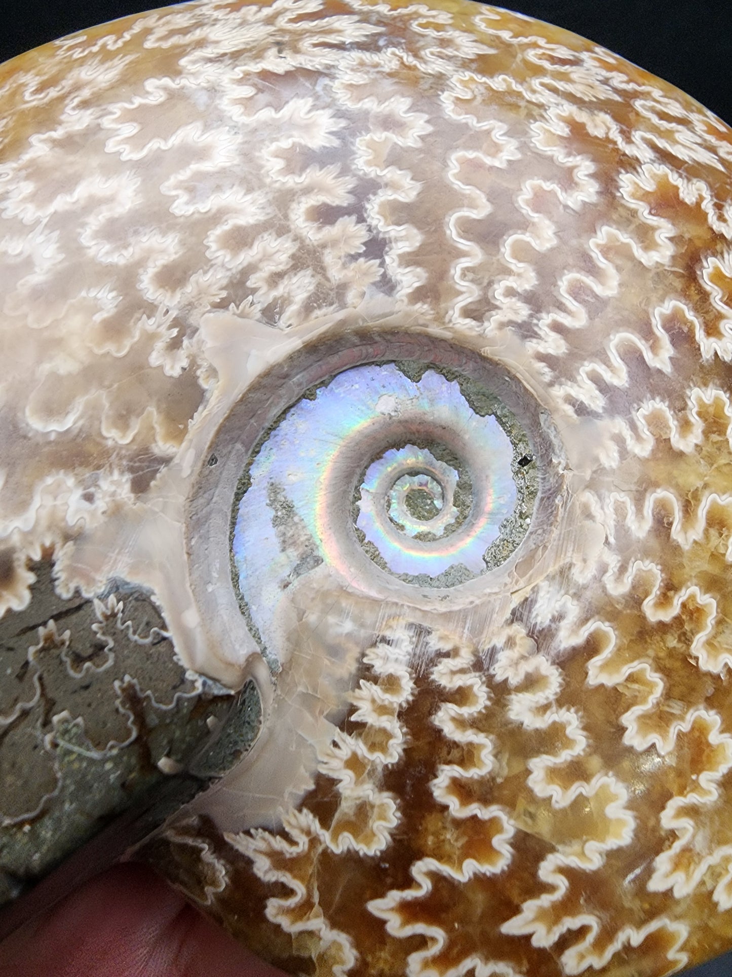 Fossil-  Whole Polished Ammonite, sku 3042