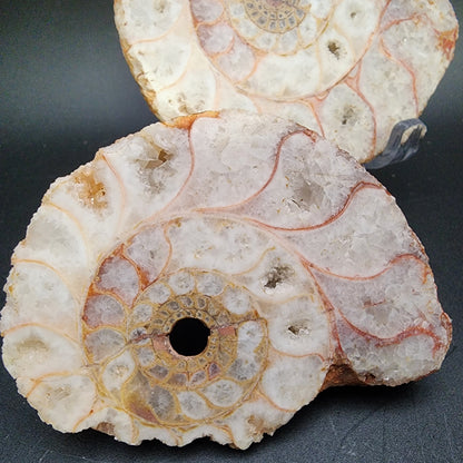 Fossil- Ammonite Pair- Indonesia, sku 3053