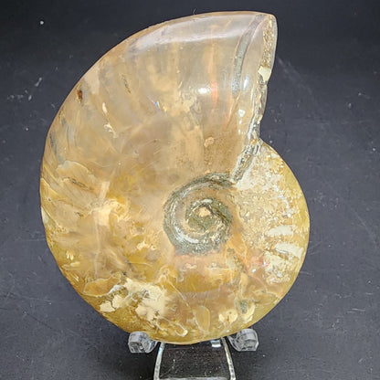 Fossil- Red Flash Ammonite, sku 3047