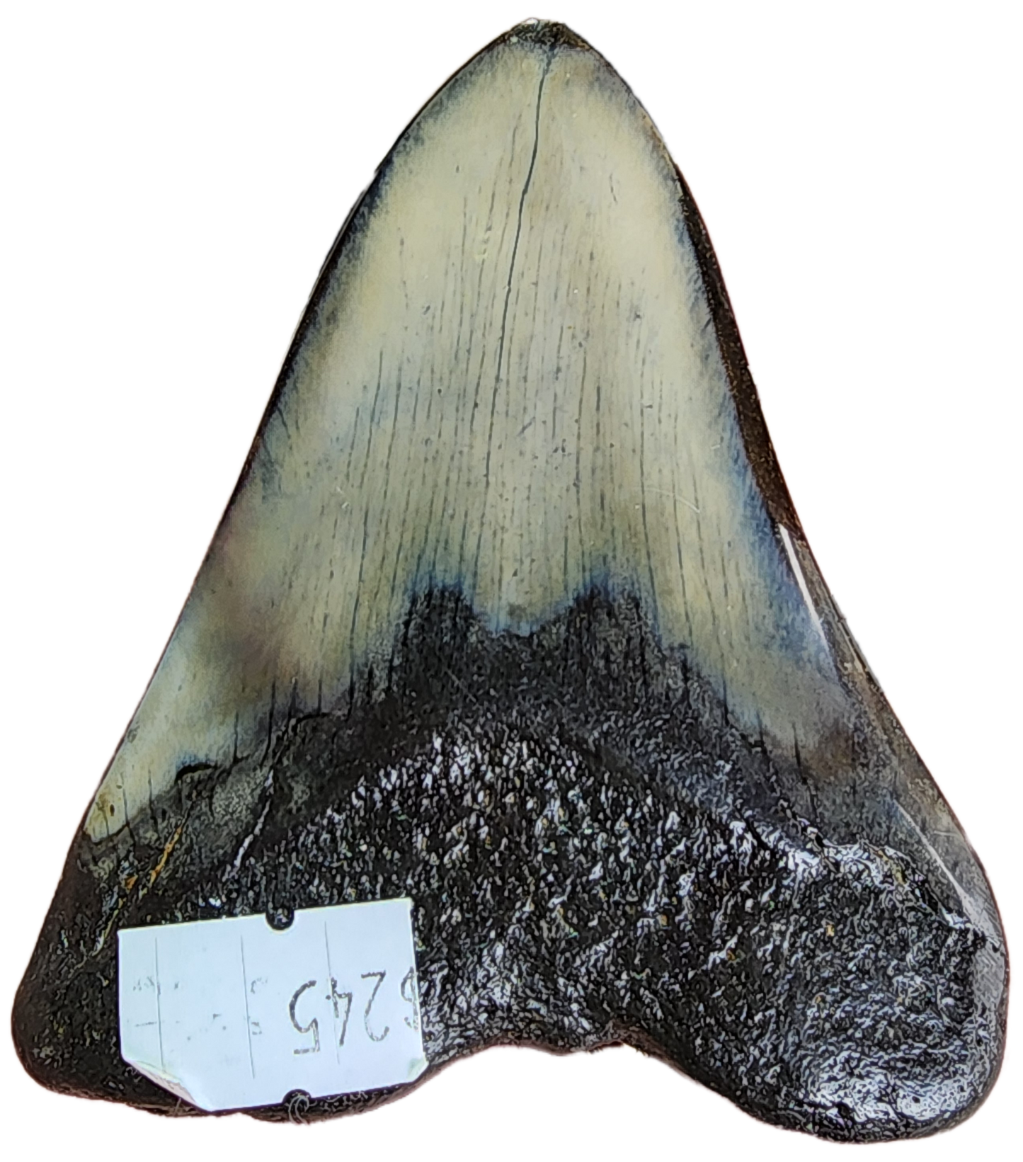 Fossil- Megalodon Tooth, sku 3038