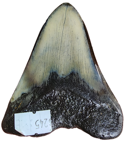 Fossil- Megalodon Tooth, sku 3038