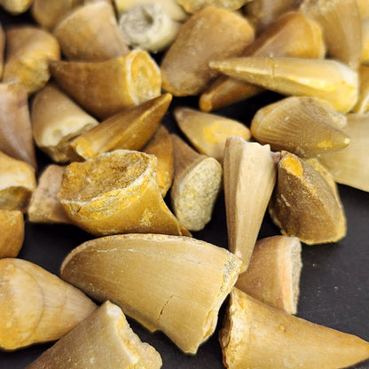 Fossil- Mososaurus Teeth, sku 3051