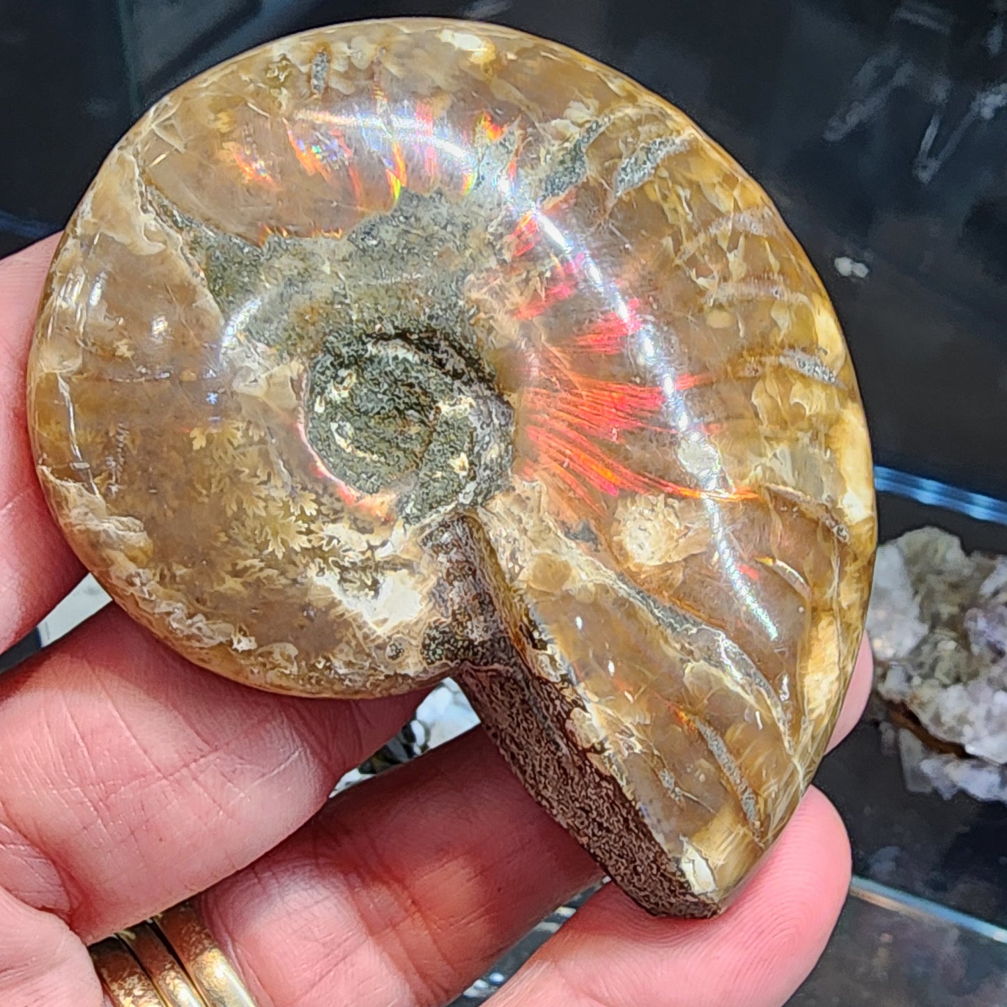 Fossil- Red Flash Ammonite, sku 3049