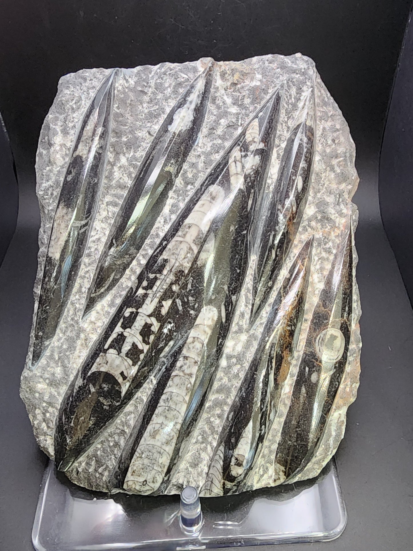 Fossil- Orthoceras, Polished in Matrix, sku 3043