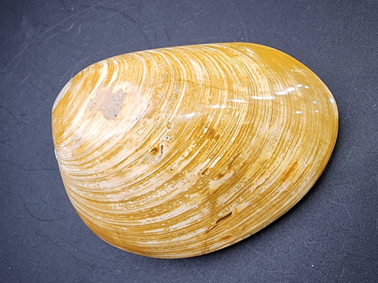 Fossil-  Tan, Whole Clam (Bivalve), sku 3040