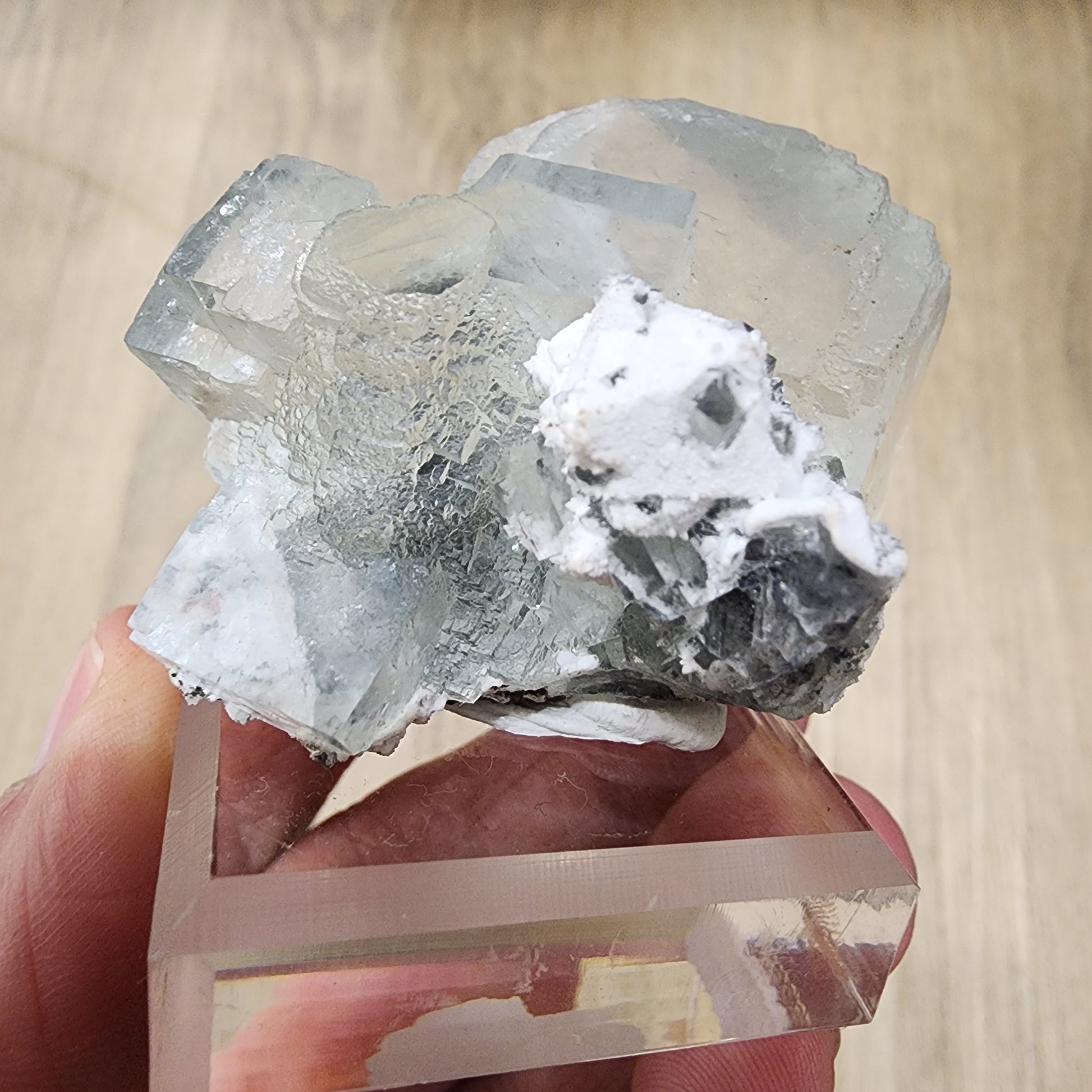 A person holds a transparent stand displaying an intricate cluster of clear and white fluorite crystal formations. The crystals, from the product LIVE-cathn117 by The Crystalary, have a geometric structure, with the white sections appearing more solid and opaque. Against the wooden surface background, these Hunan-sourced crystals shimmer brilliantly.