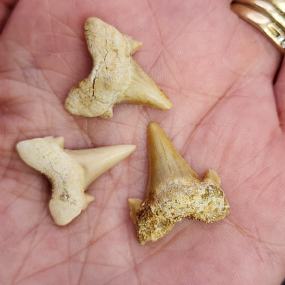 Fossil-  Sand Shark Teeth, 3/$9, sku 3050