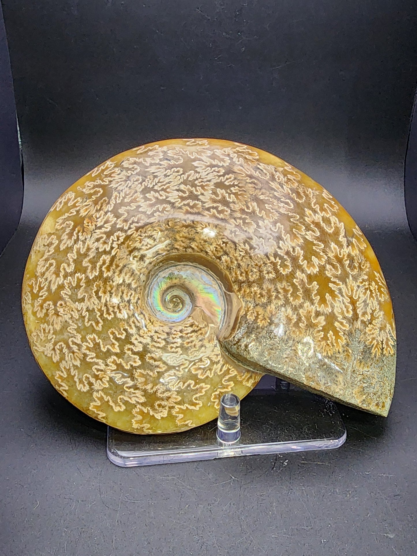 Fossil-  Whole Polished Ammonite, sku 3041