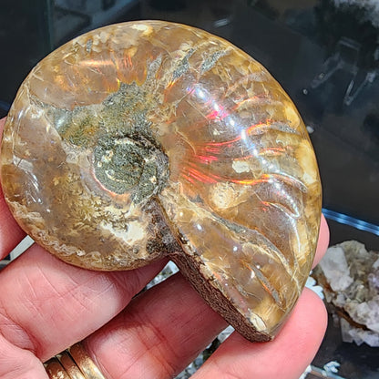 Fossil- Red Flash Ammonite, sku 3049