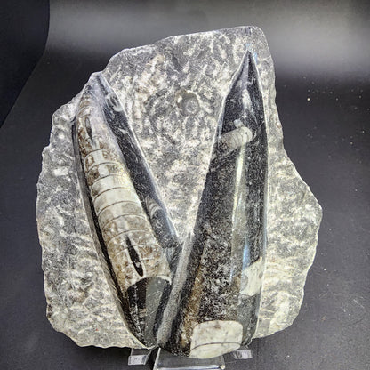 Fossil- Orthoceras, Polished in Matrix, sku 3055