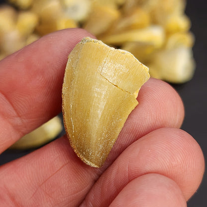 Fossil- Mososaurus Teeth, sku 3051