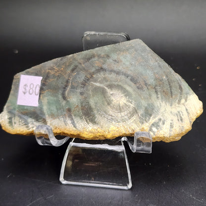 Fossil- Petrified Wood, sku 3056