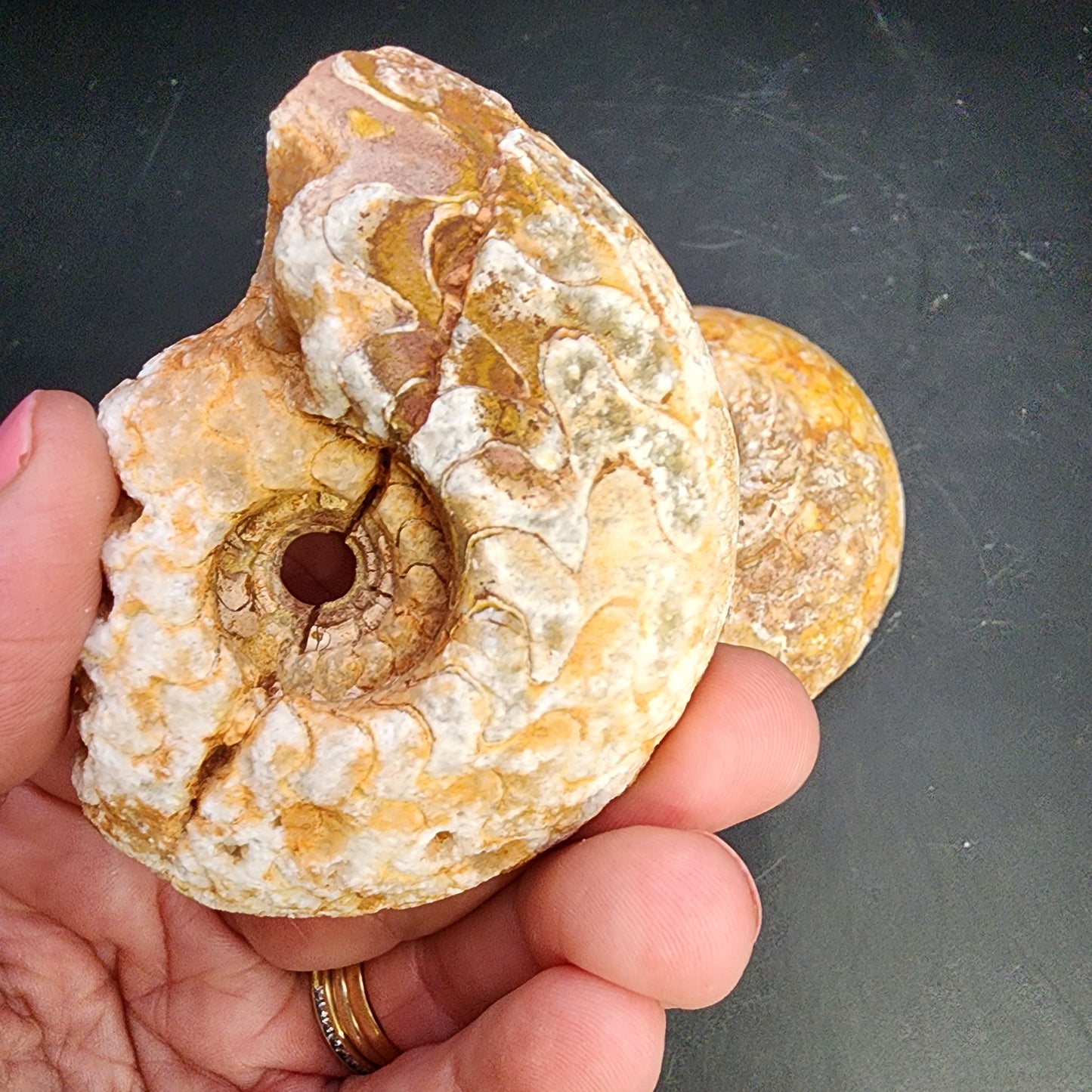 Fossil- Ammonite Pair- Indonesia, sku 3053