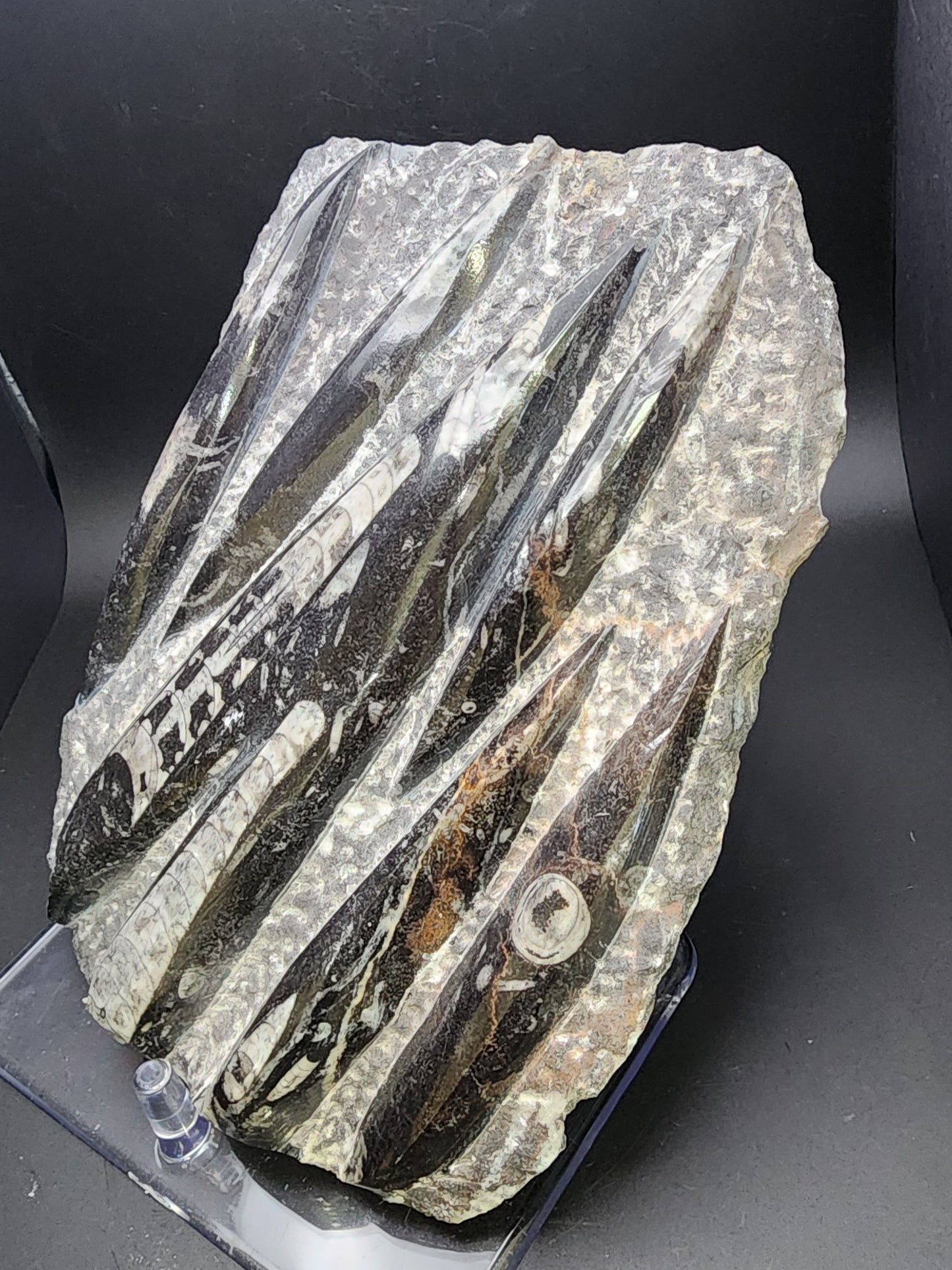 Fossil- Orthoceras, Polished in Matrix, sku 3043