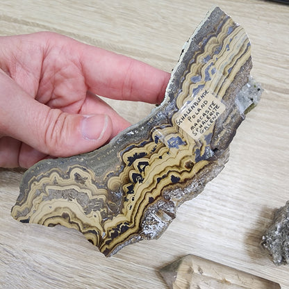 A hand holds a sliced specimen of Schalenblende rock displaying layers in shades of gray, beige, and brown. This geological marvel, listed as "LIVE- KarenUllrich- 10/3/2024" by The Crystalary, rests on a wooden background, highlighting its rich geological history.