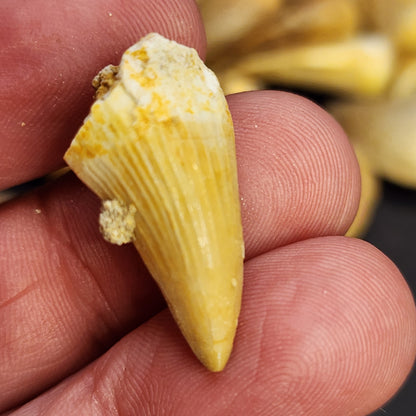 Fossil- Mososaurus Teeth, sku 3051