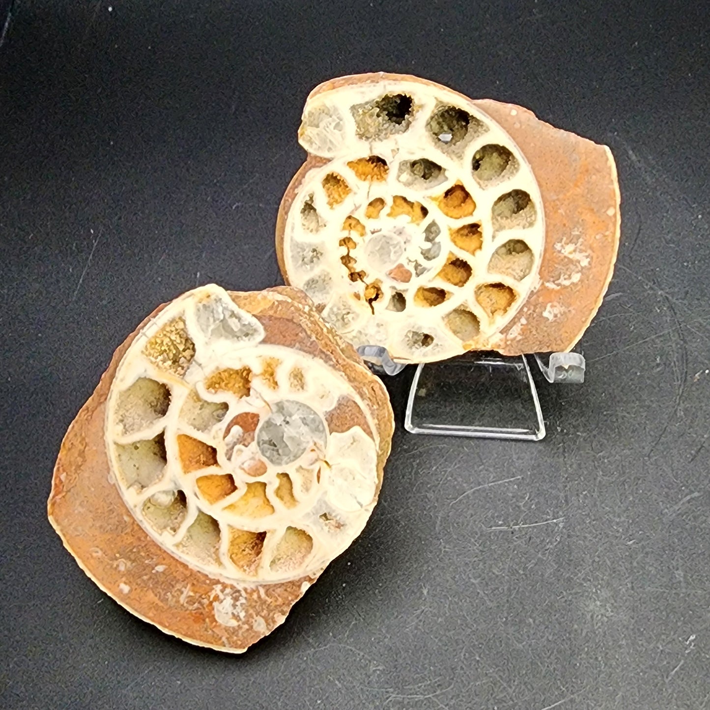 Fossil- Ammonite Pair- Indonesia, sku 3052