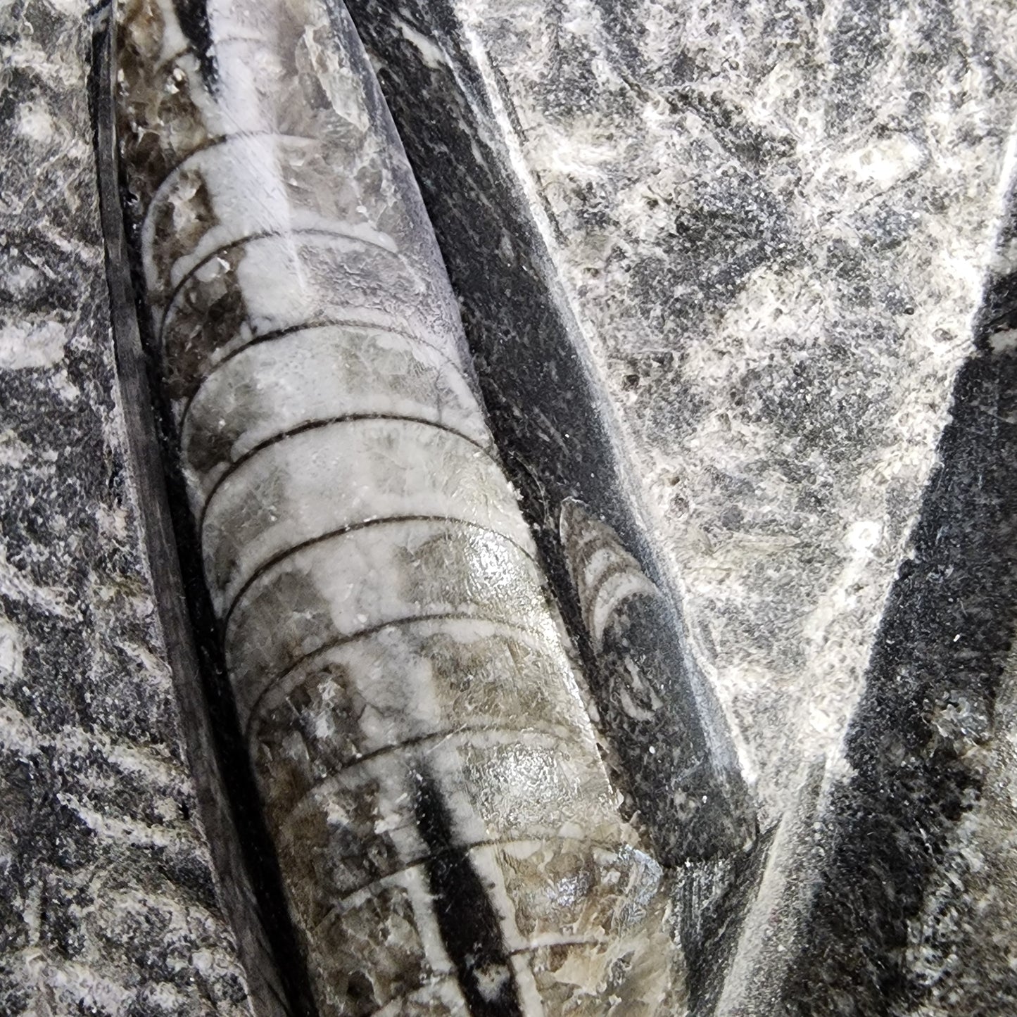 Fossil- Orthoceras, Polished in Matrix, sku 3055