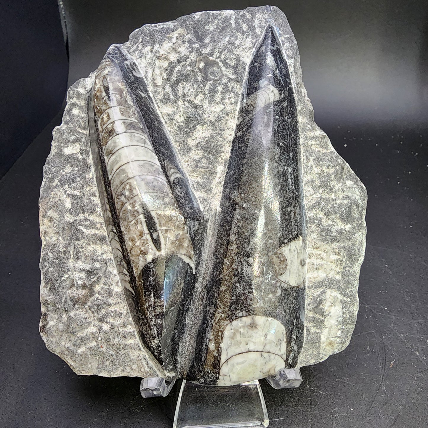 Fossil- Orthoceras, Polished in Matrix, sku 3055