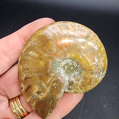 Fossil- Red Flash Ammonite, sku 3049