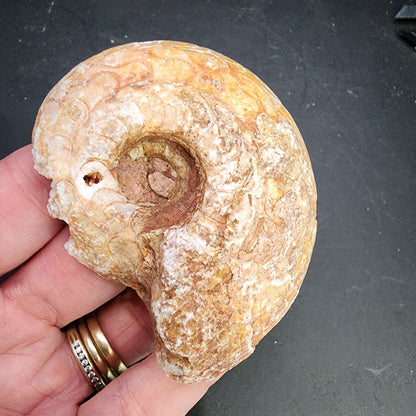 Fossil- Ammonite Pair- Indonesia, sku 3053