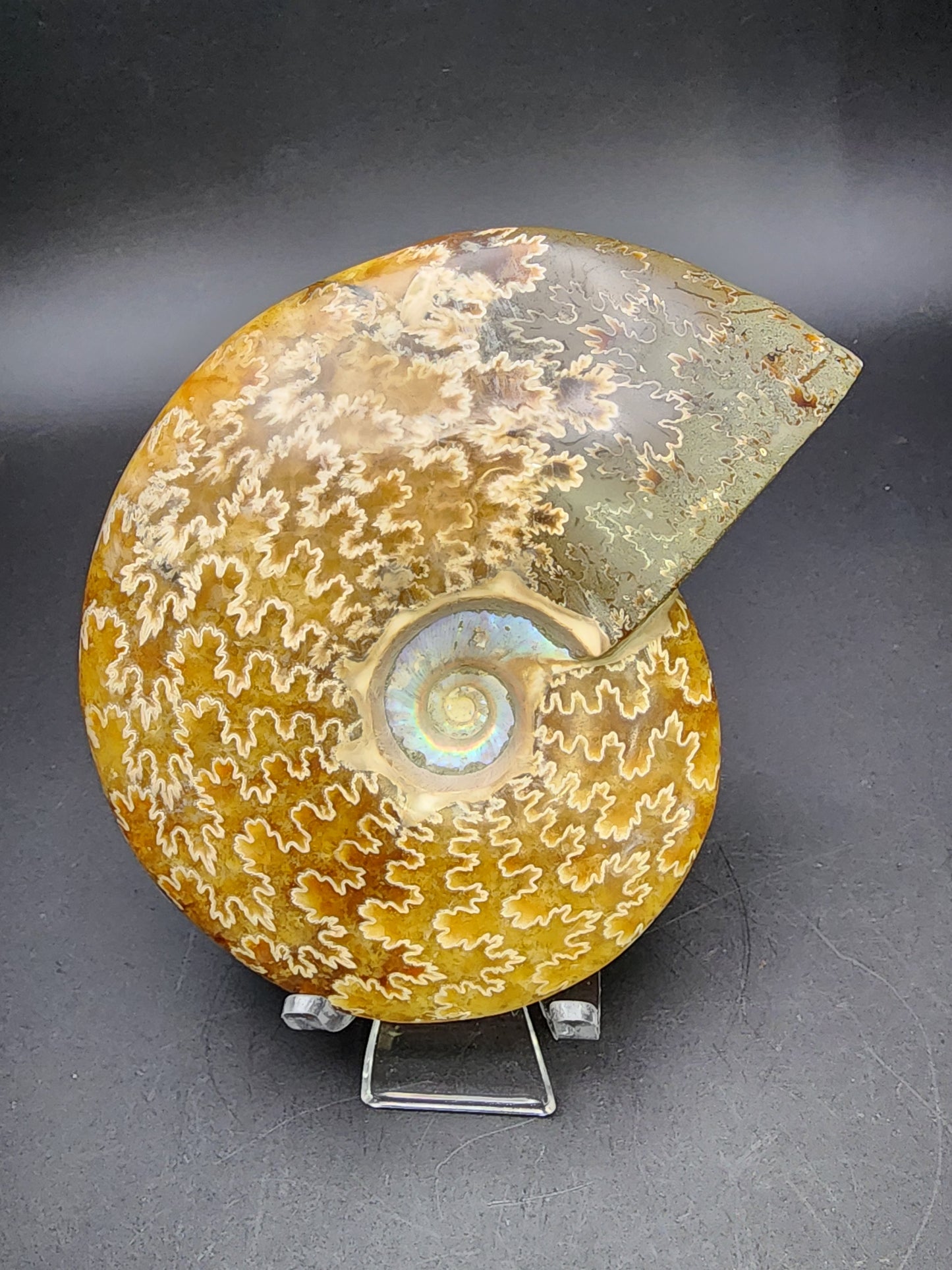 Fossil-  Whole Polished Ammonite, sku 3042