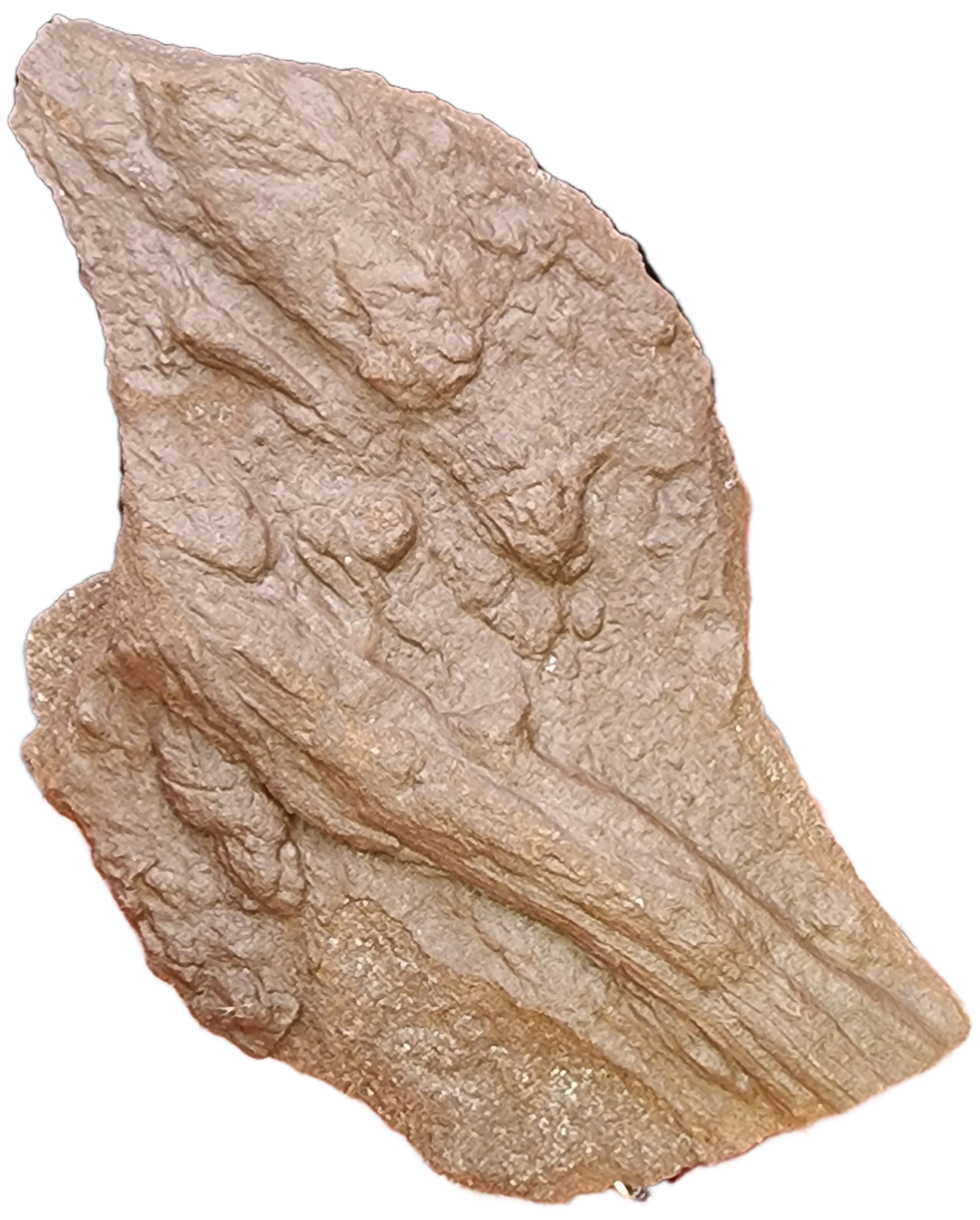 Fossil- Perimineralized Petrified Wood, sku 3054