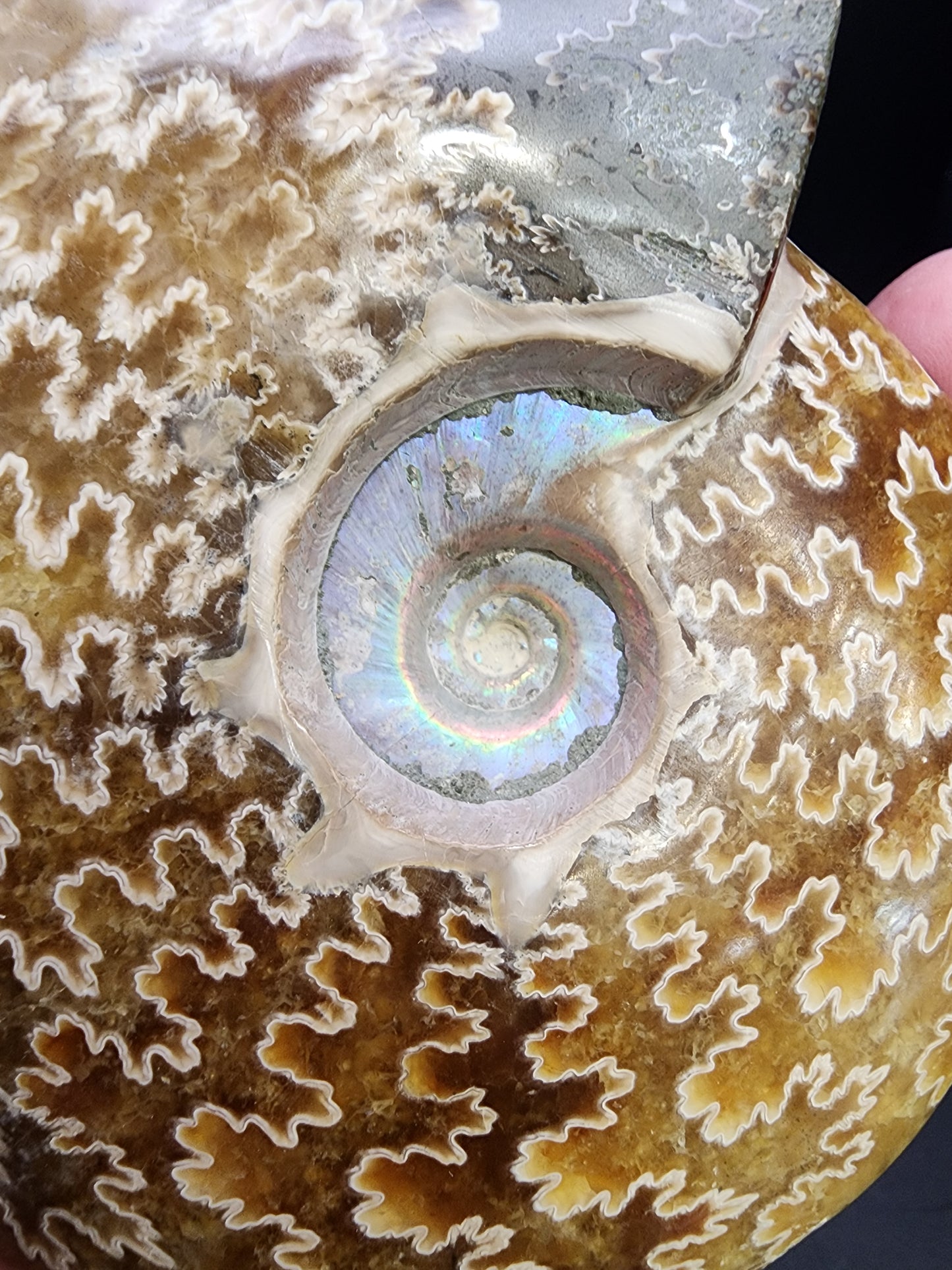 Fossil-  Whole Polished Ammonite, sku 3042