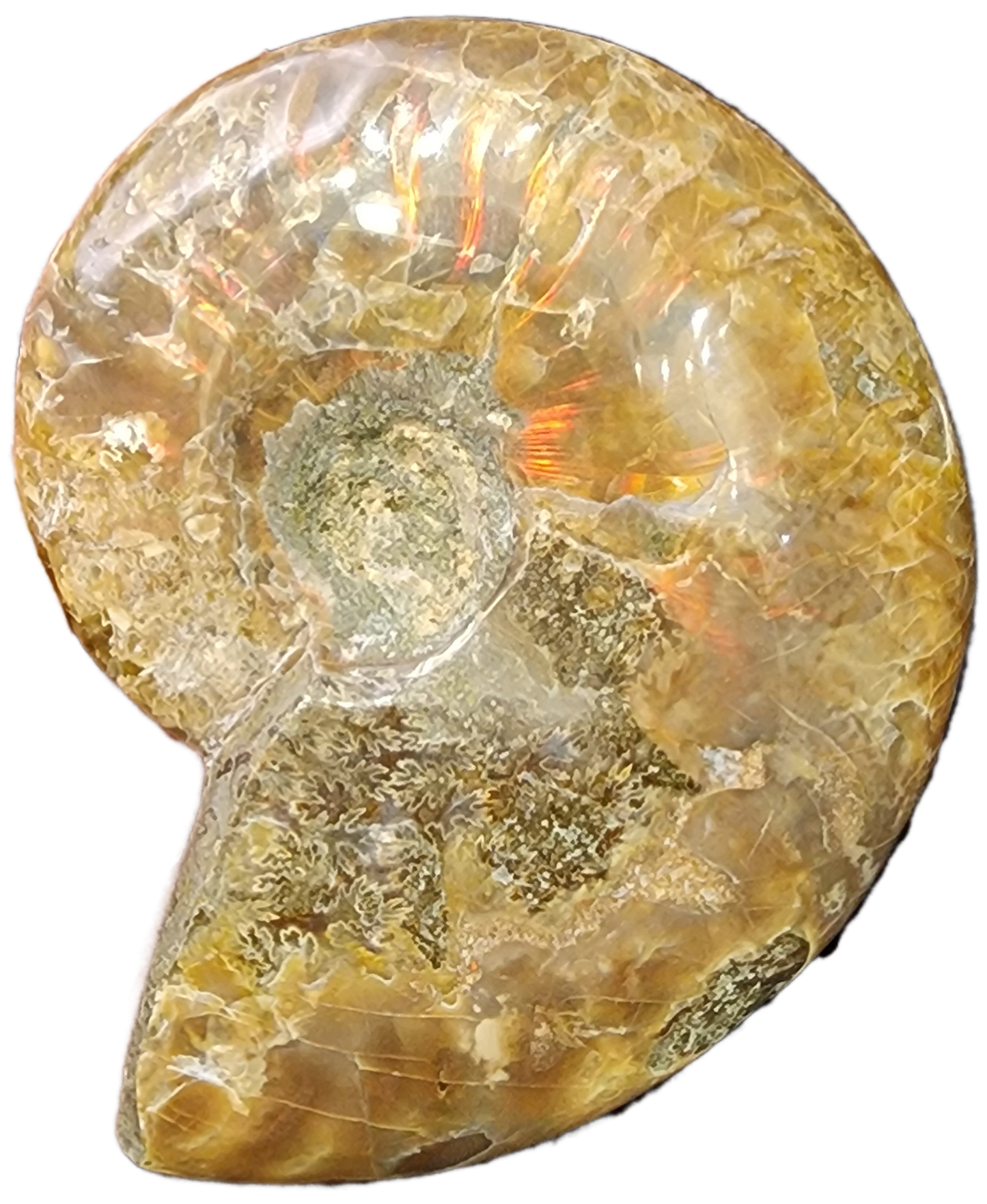 Fossil- Red Flash Ammonite, sku 3048