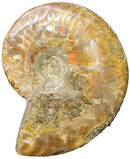 Fossil- Red Flash Ammonite, sku 3048