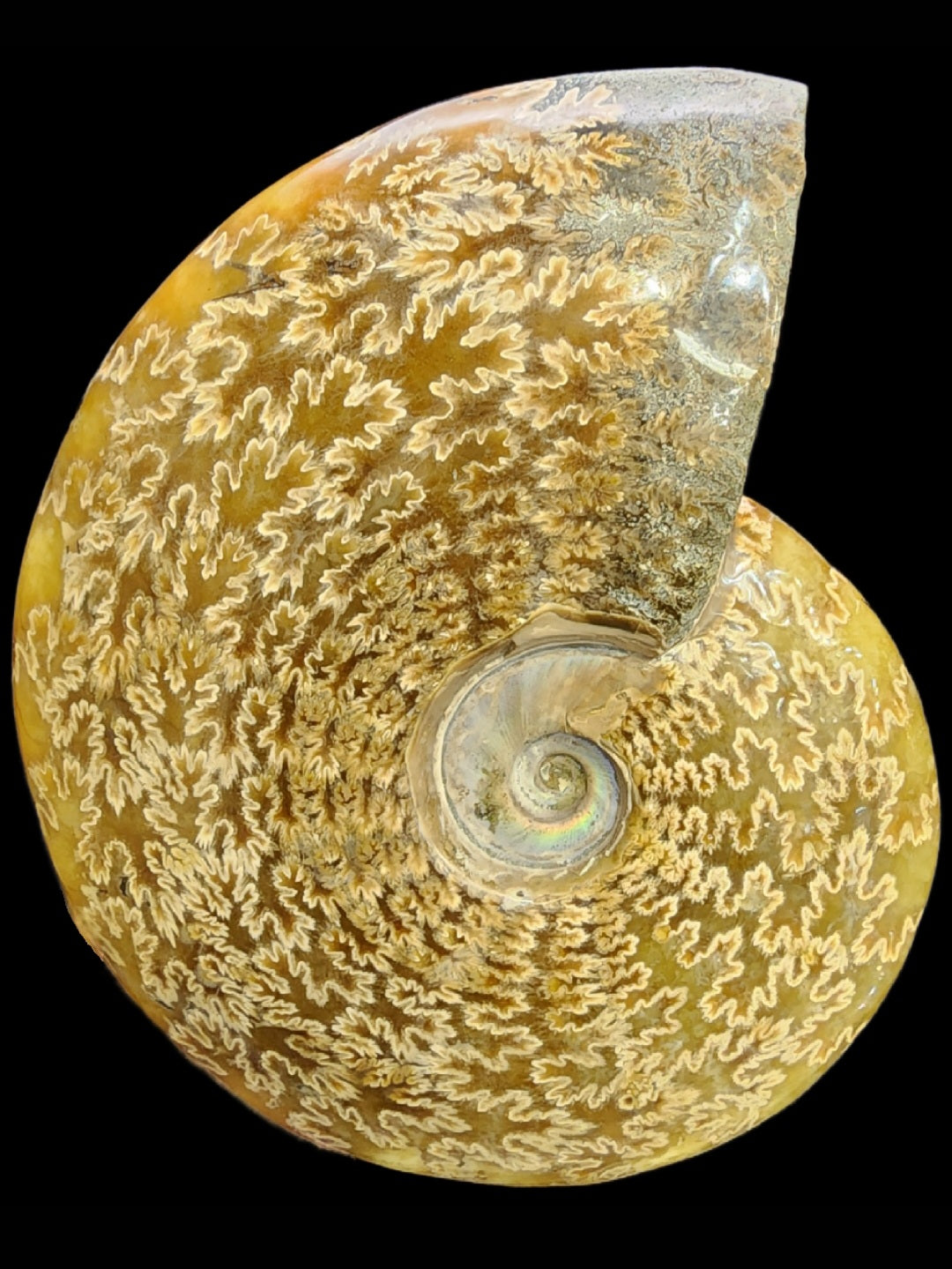 Fossil-  Whole Polished Ammonite, sku 3041