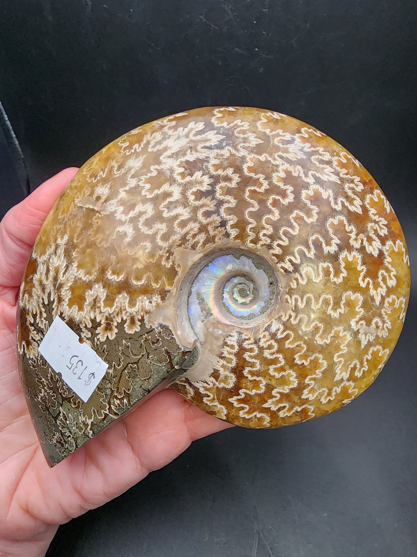 Fossil-  Whole Polished Ammonite, sku 3042