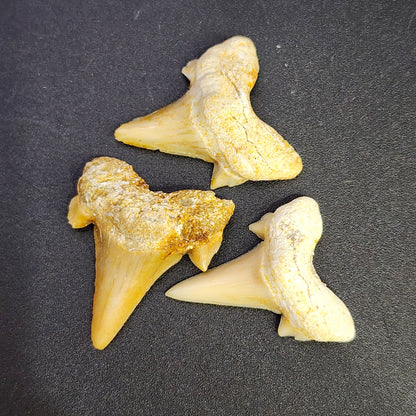 Fossil-  Sand Shark Teeth, 3/$9, sku 3050