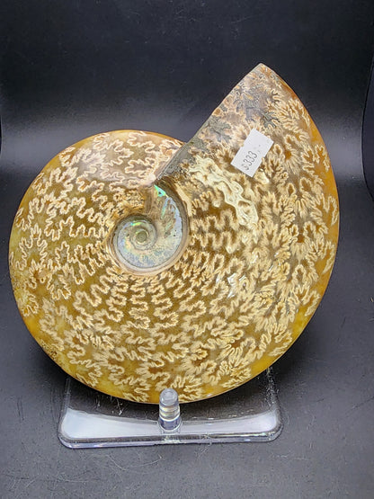 Fossil-  Whole Polished Ammonite, sku 3041