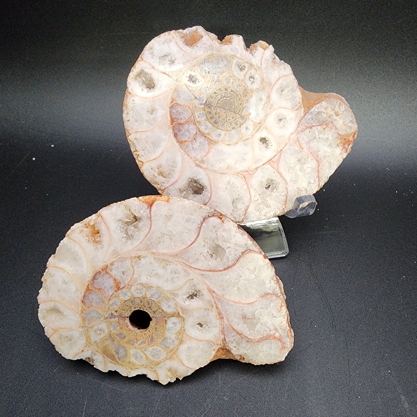 Fossil- Ammonite Pair- Indonesia, sku 3053