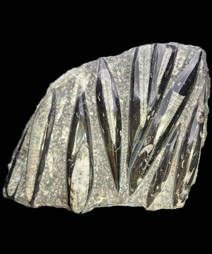 Fossil- Orthoceras, Polished in Matrix, sku 3045